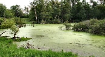 Lahan Rawa di Merauke Mencapai 40 Ribu Hektar untuk Penanaman Padi