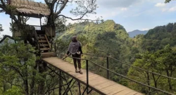 Keindahan dan Tantangan Panen Kopi di Lereng Gunung Muria